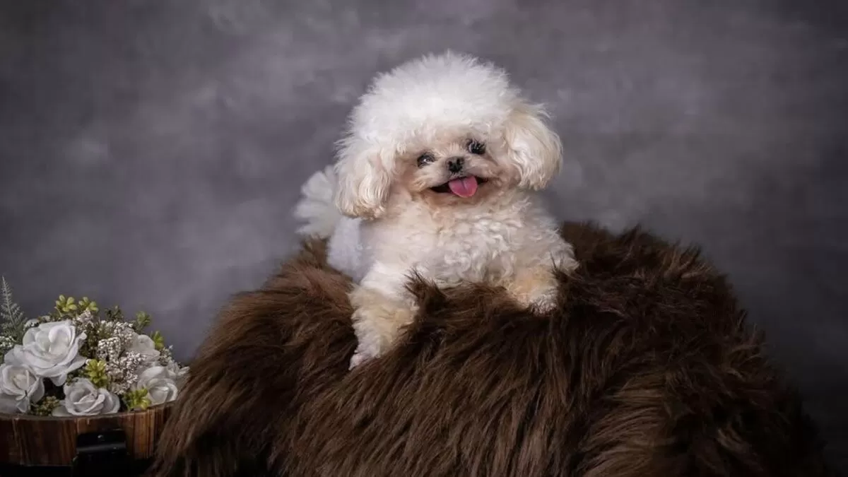 Lufy; el perrito que enterneció redes sociales por su triste historia