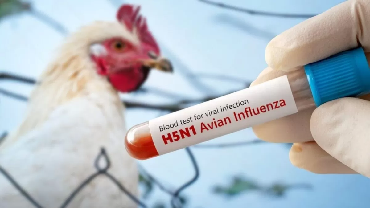 Muere niña de 3 años por influenza aviar H5N1, el primer caso detectado en México