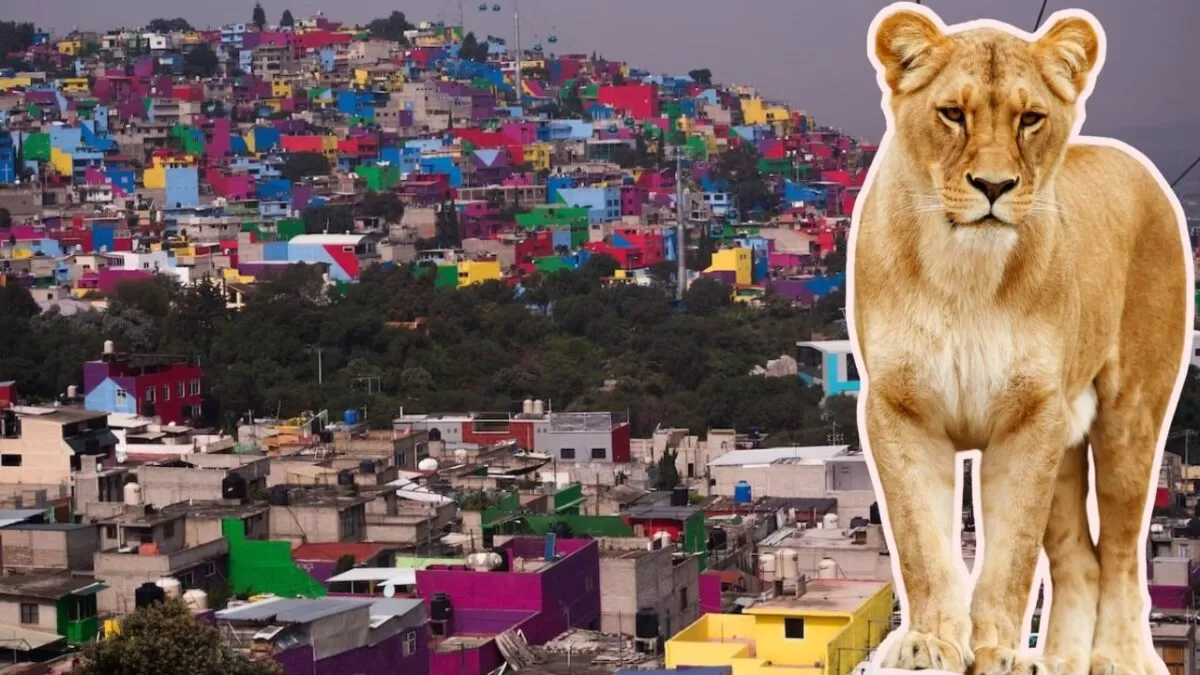 Captan a hombre paseando a una leona por calles de CDMX
