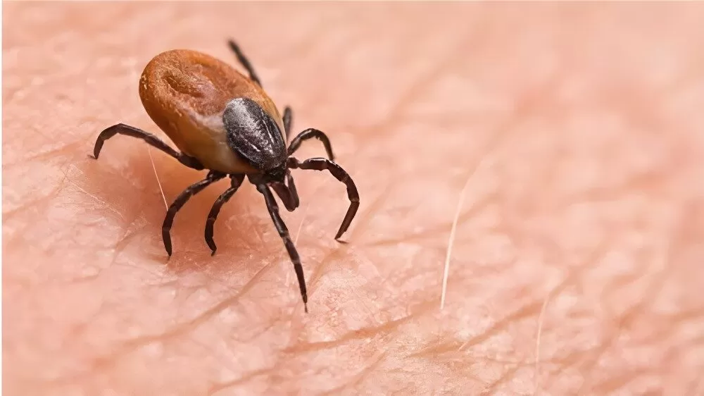 Confirman en Tamaulipas primer caso de rickettsiosis, enfermedad transmitida por garrapatas