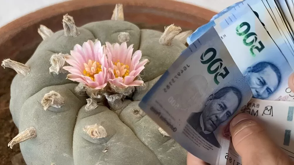 Multas de hasta 3 millones de pesos por tener peyote en casa sin permisos