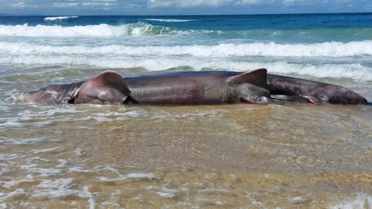 Pescador captura tiburón peregrino de 7 metros de largo, una especie en peligro