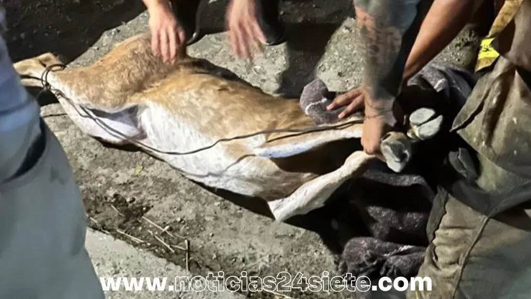 Capturan a venado que deambulaba por área de Pajaritos en Victoria