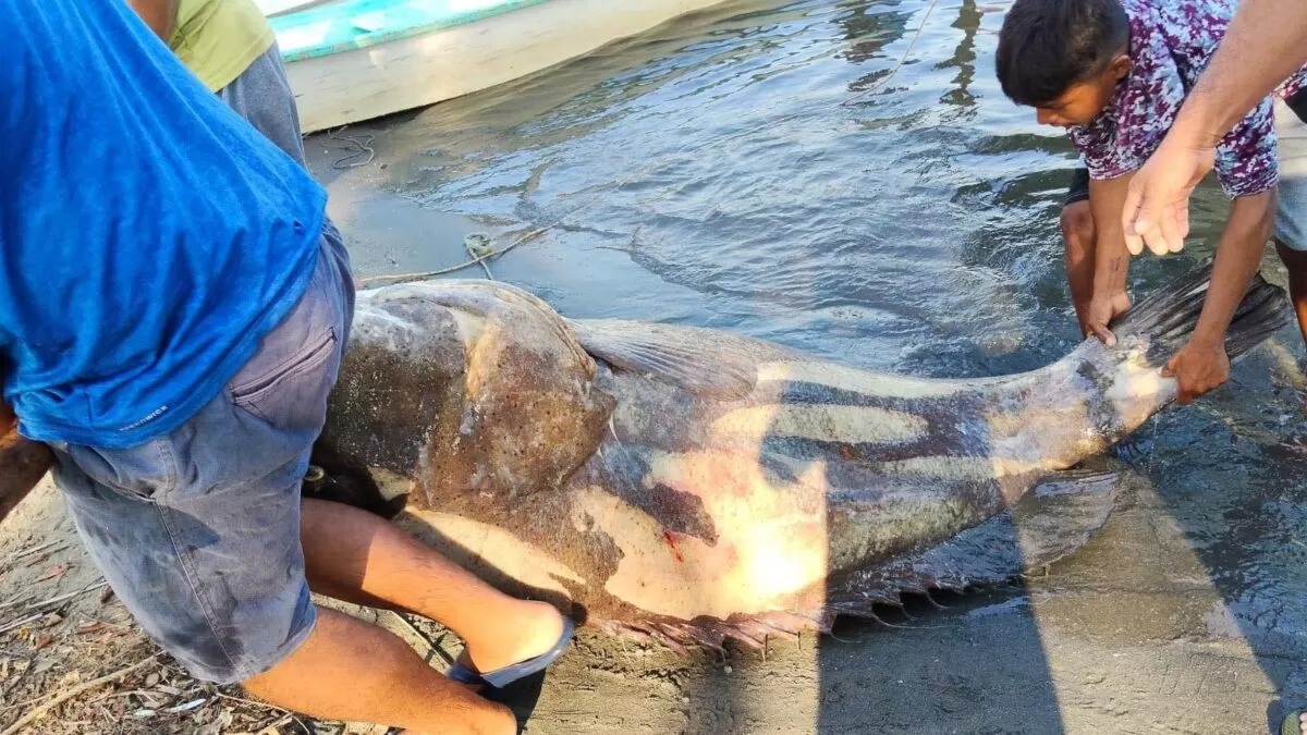 Pescadores capturan mero gigante en Tabasco, pero está en veda