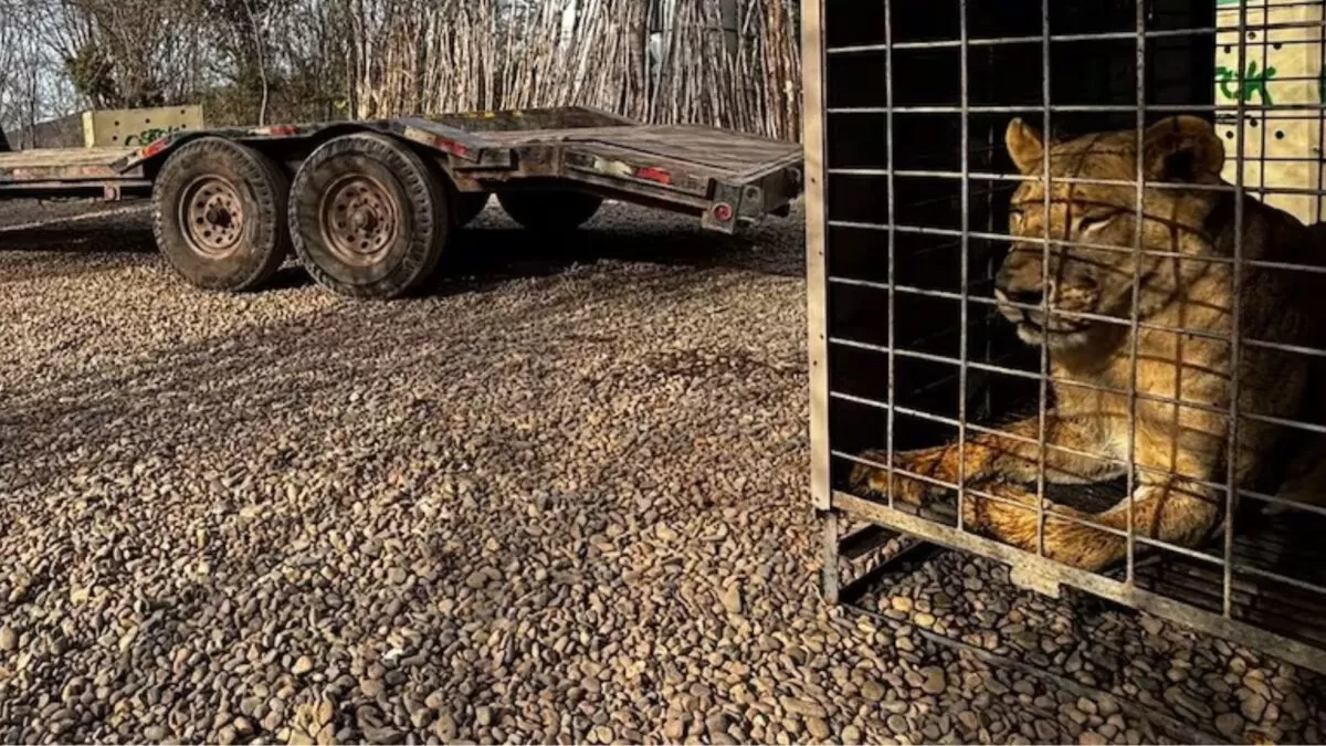 Más de 700 animales salen de Culiacán por violencia