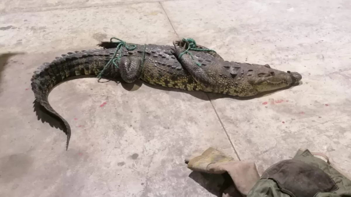Por desove aumenta presencia de cocodrilos en la Laguna del Carpintero