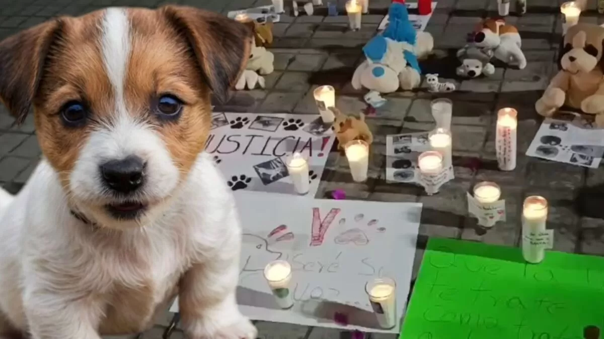 Perros rescatados mueren calcinados; exigen respuesta inmediata