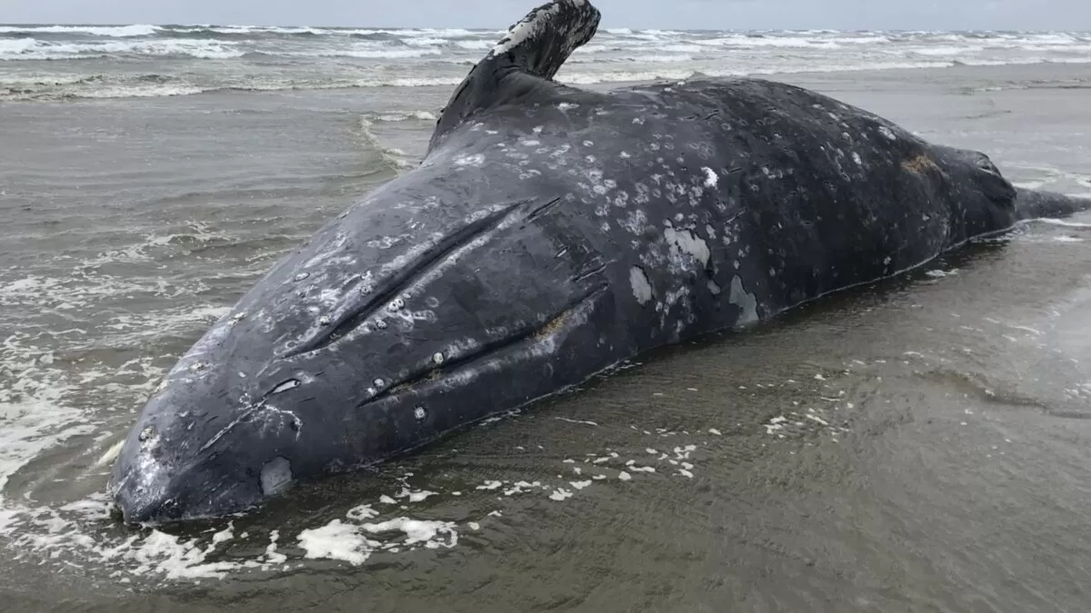 Mueren 91 ballenas en costas del Pacífico mexicano en 2025