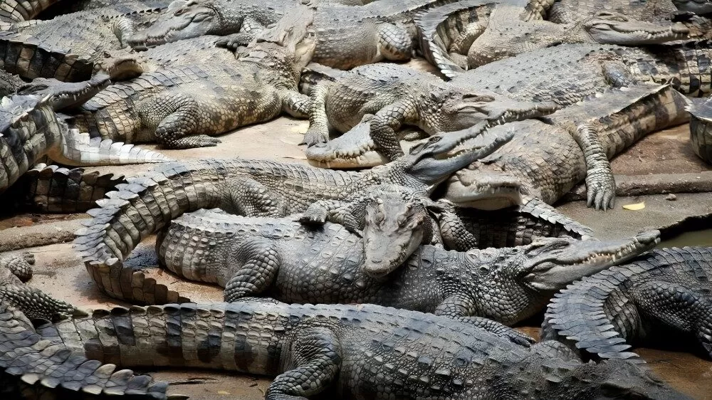 Pretenden trasladar cocodrilos del sur de Tamaulipas a Unidad Ambiental en Casas