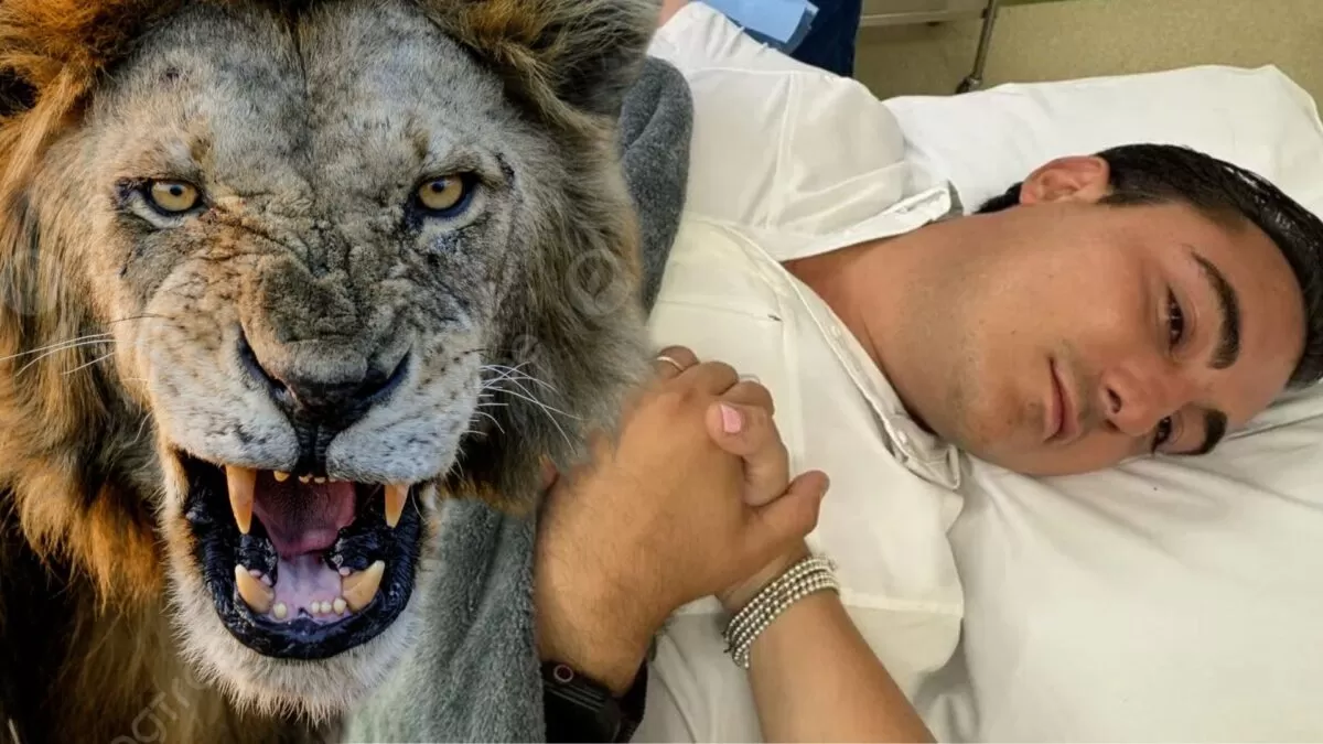 Alcalde de Nuevo León fue mordido por león rescatado