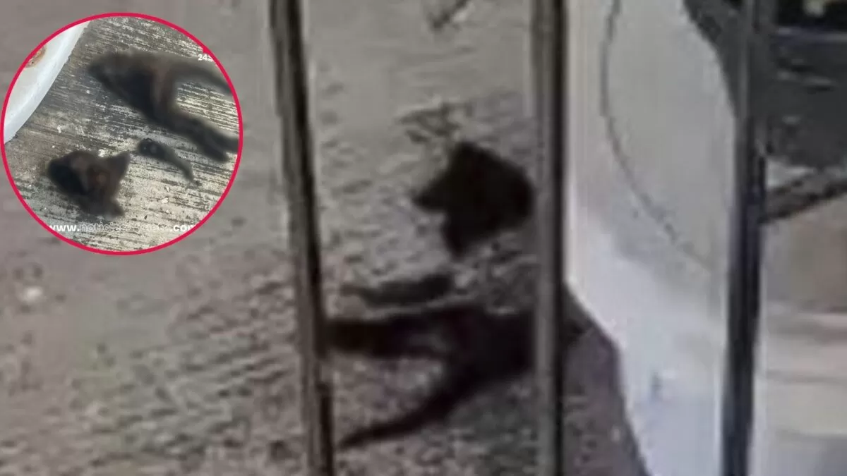 Terror por mutilador de gatos en Fraccionamiento de Altamira