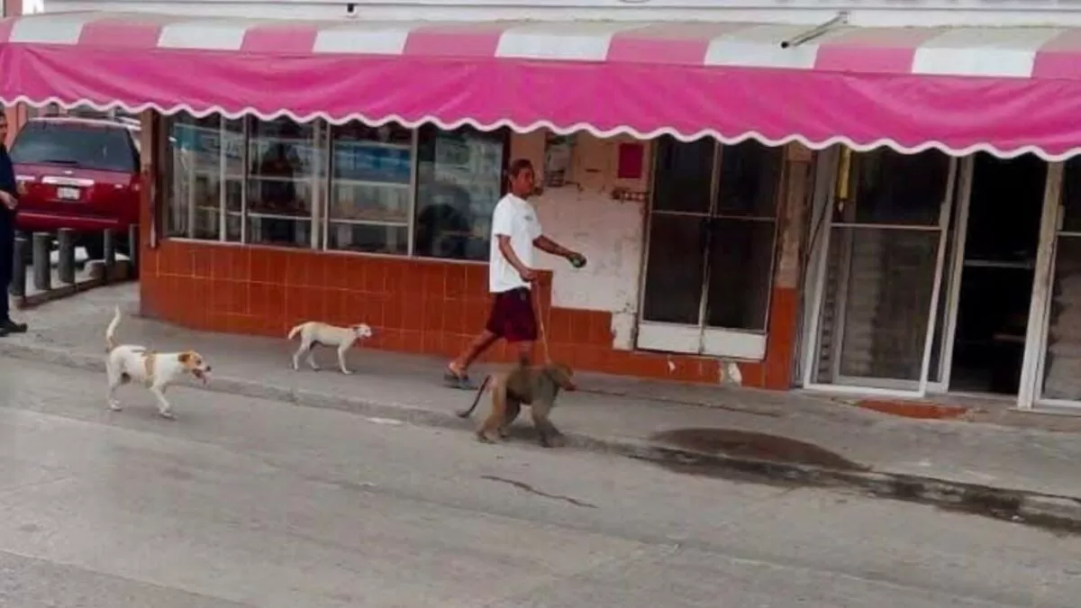 Captan a sujeto paseando un mandril en Ciudad Madero