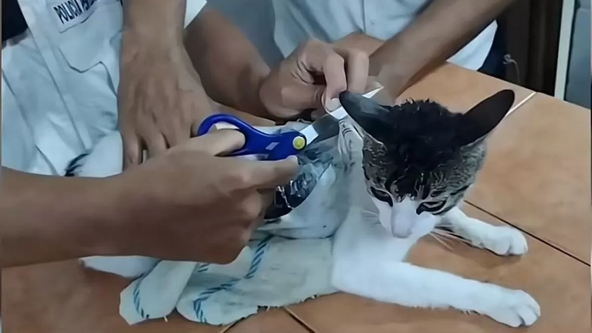 Capturan en Costa Rica a gato usado para ingresar droga a una cárcel