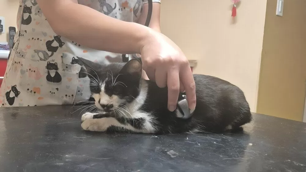 Rescatan a dos gatos heridos por pirotecnia en rodeo
