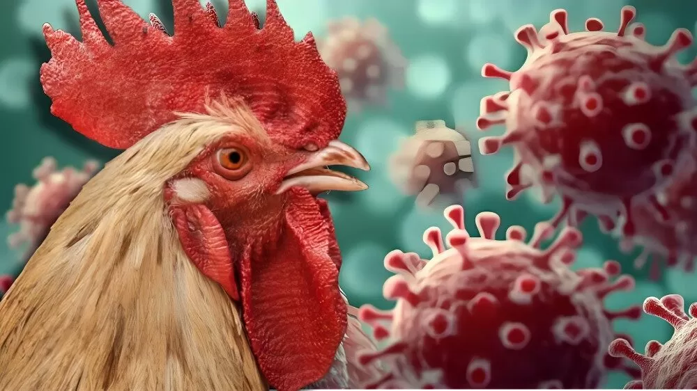 Van 21 países que suspenden importación de pollo a Brasil por gripe aviar