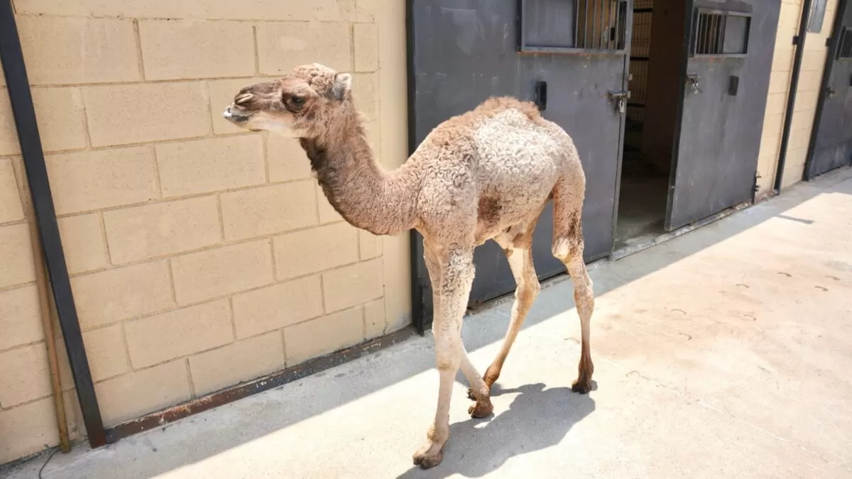 Zoológico de Nuevo Laredo da la bienvenida a cría de dromedario y guacamaya
