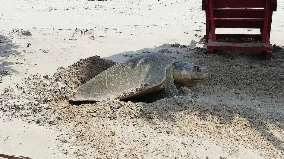 Tortugas que han salido a desovar en Miramar no han sufrido daños