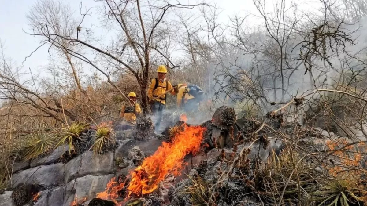 Persisten tres incendios forestales en Tamaulipas; afectan zonas protegidas