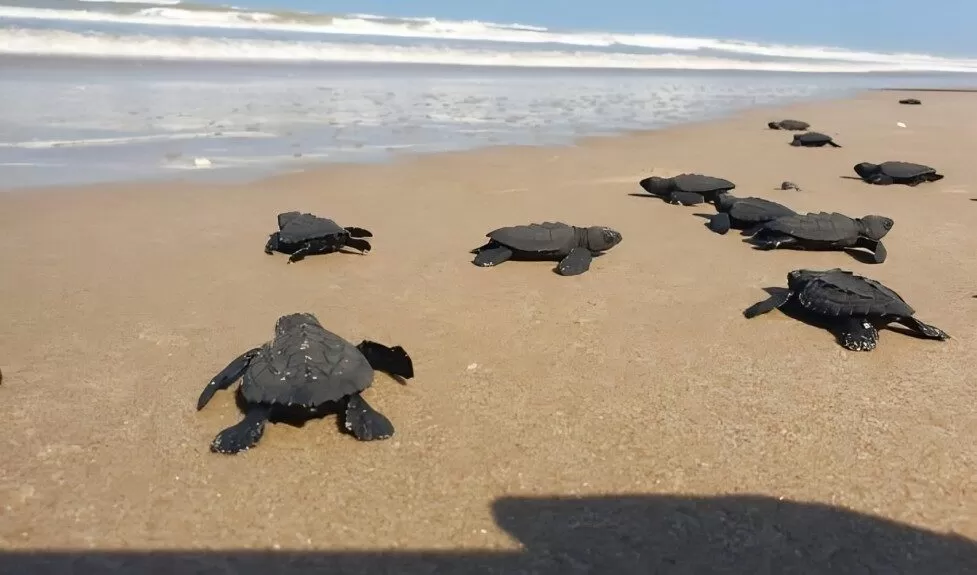Nacen crías de tortuga lora en Playa Miramar; piden protegerlas