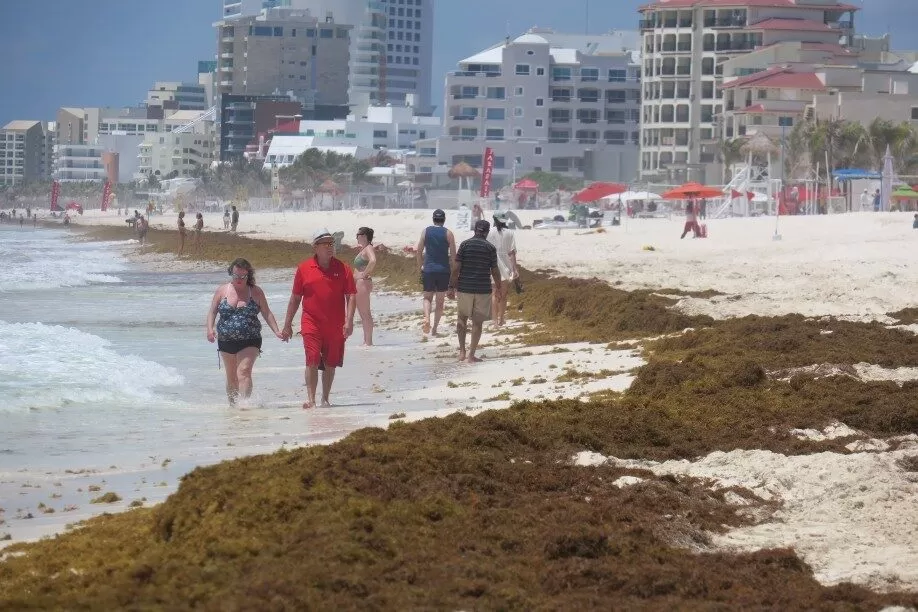 UNAM alerta por exceso de sargazo en playas en 2025