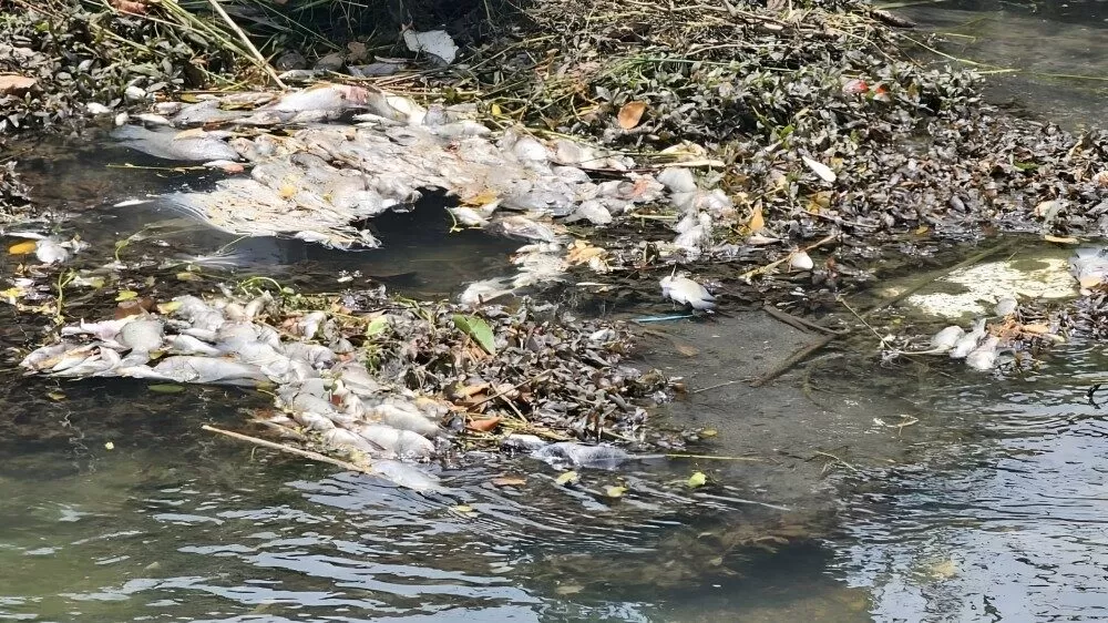 Misteriosa muerte de peces en El Mante desata investigación ambiental