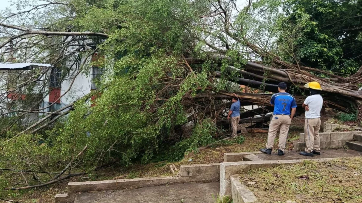 Lluvias tiran árbol en sector Infonavit al norte de Tampico