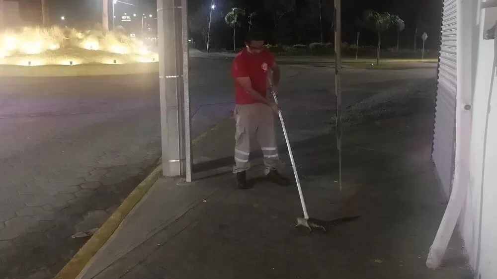 Capturan crías de cocodrilo que salieron por lluvias en Tampico