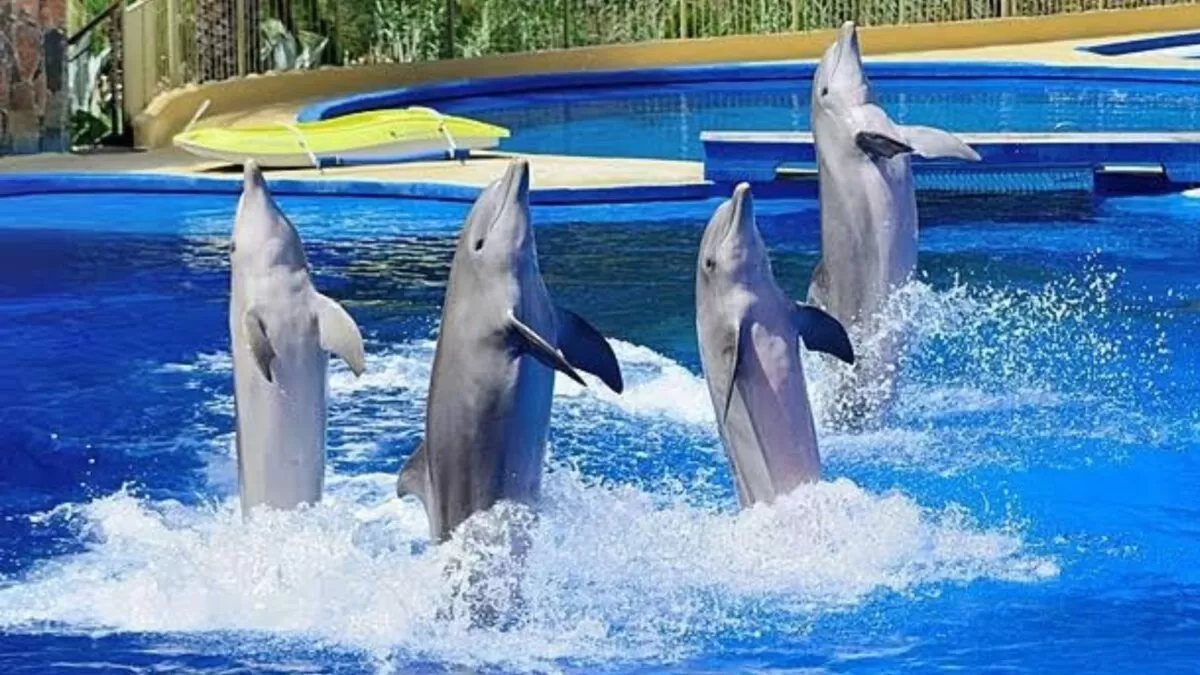 Senado aprueba prohibición de espectáculos con mamíferos marinos