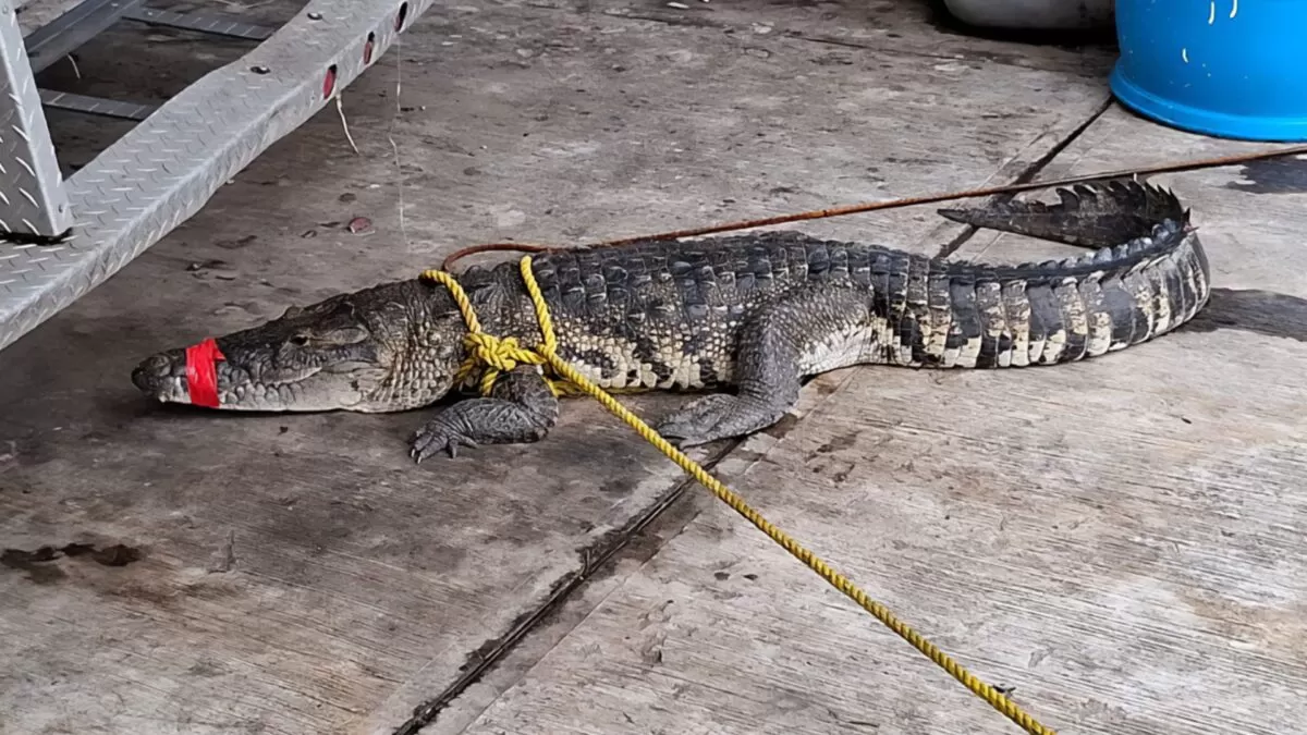 Tras lluvias cocodrilos invaden calles del sur de Tamaulipas