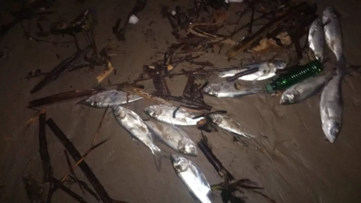 Aparecen peces muertos en playa Miramar de Ciudad Madero