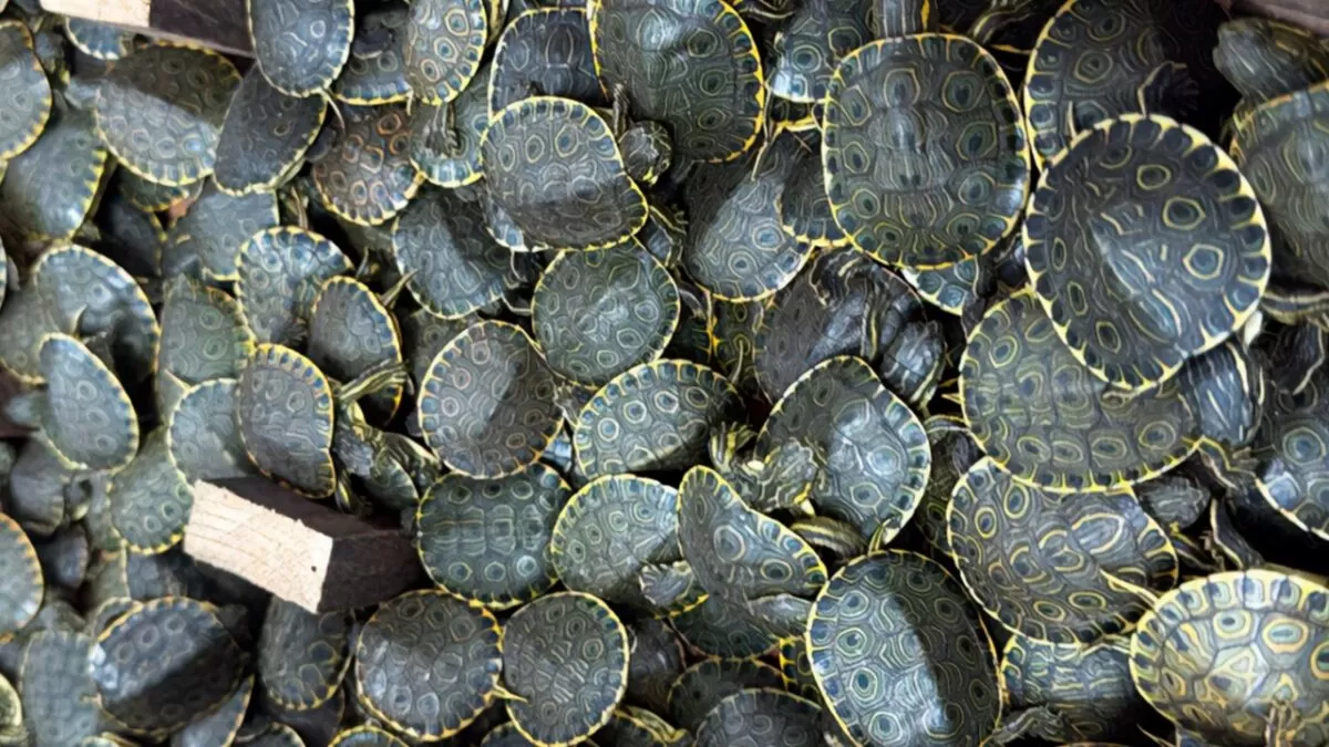 Rescatan más de 3 mil crías de tortugas transportadas ilegalmente