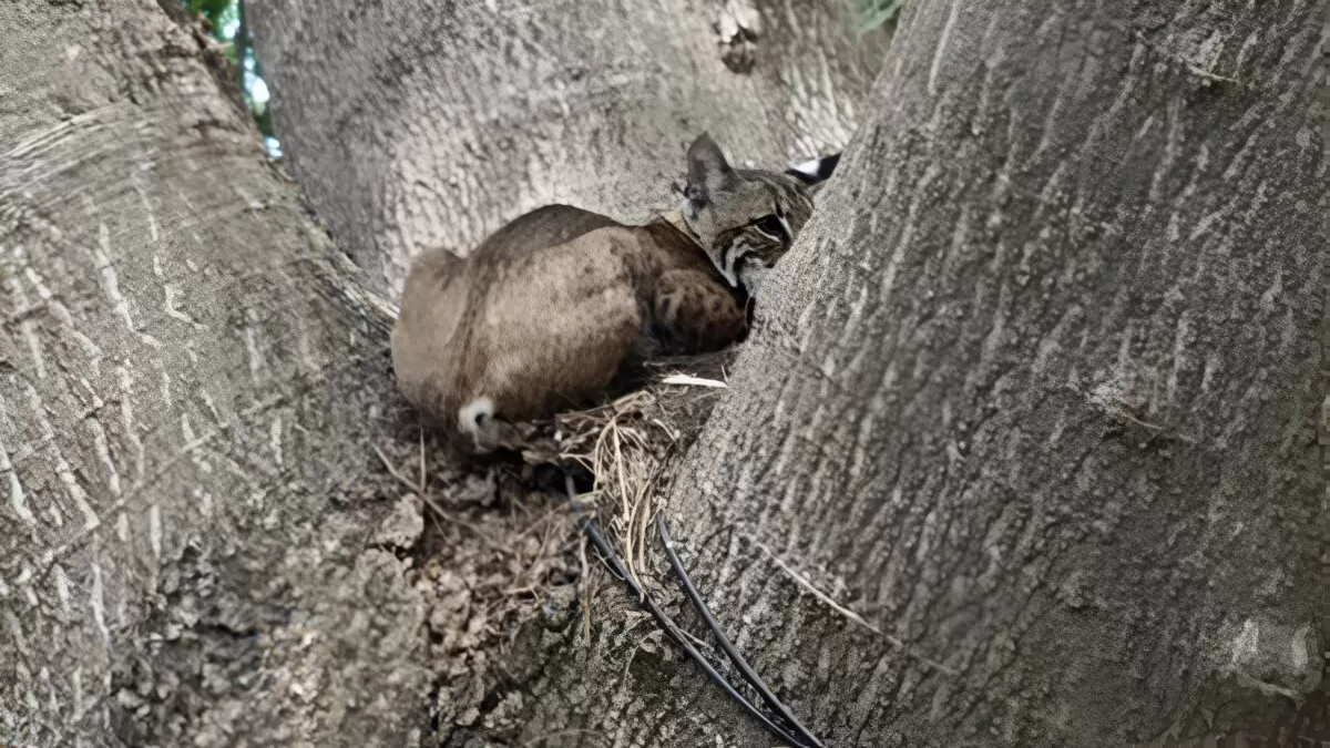 Rescatan a gato montés en colonia de Victoria