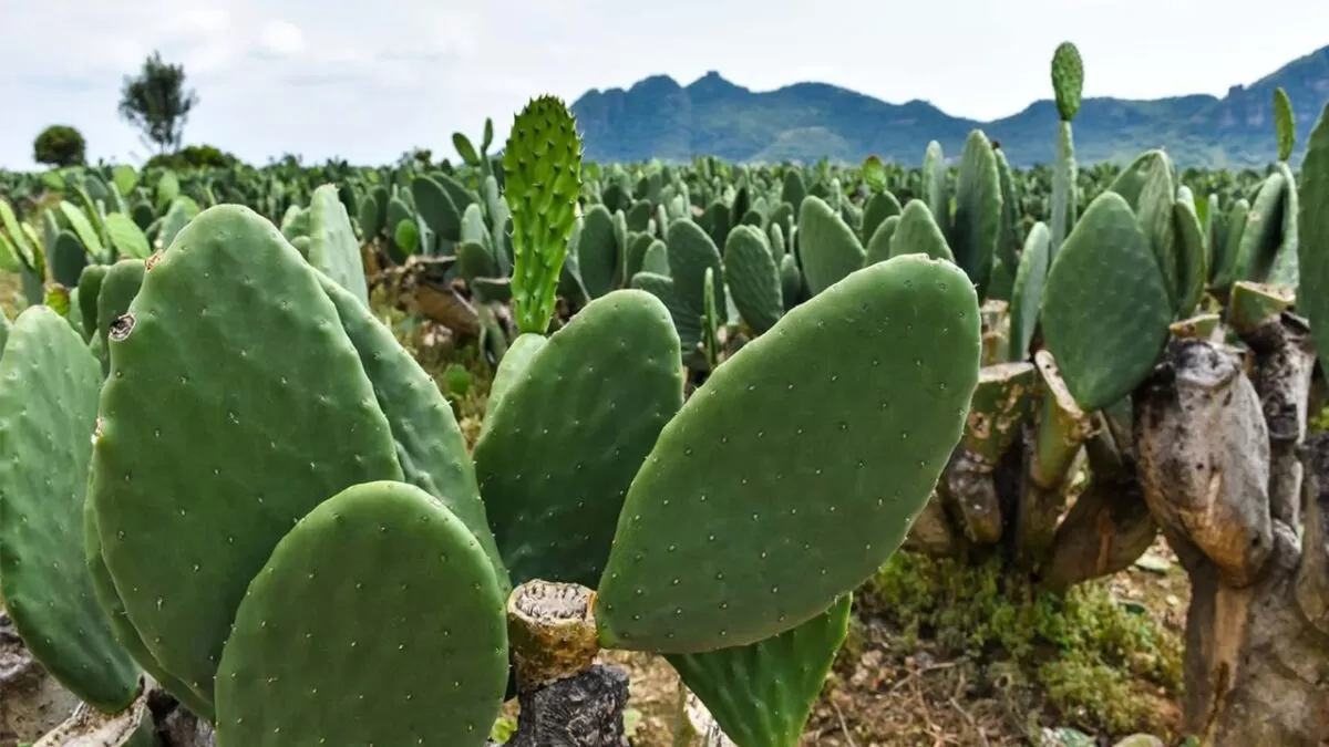Tamaulipas promueve el nopal para alimentar al ganado