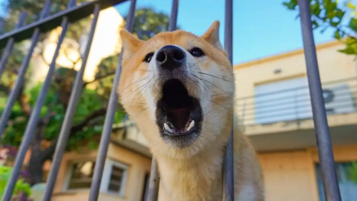 Proponen multar a dueños de perritos por ladridos excesivos