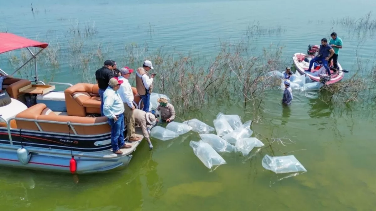 Siembran lobinas en la presa Vicente Guerrero para impulsar la pesca deportiva