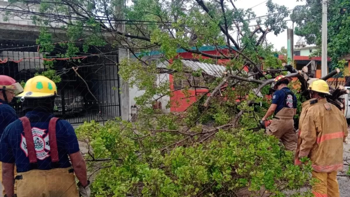 Lluvias provocan caída de árbol en Ciudad Madero