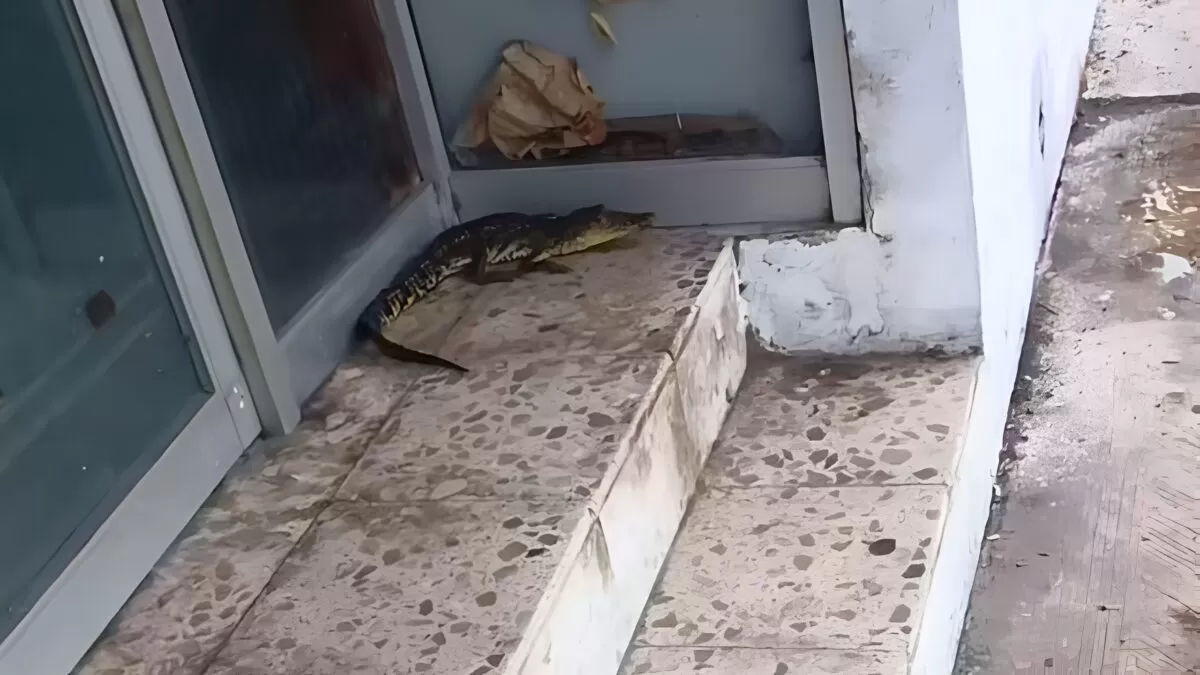 ‘Juancho’ aparece junto a parada de autobús en Tampico