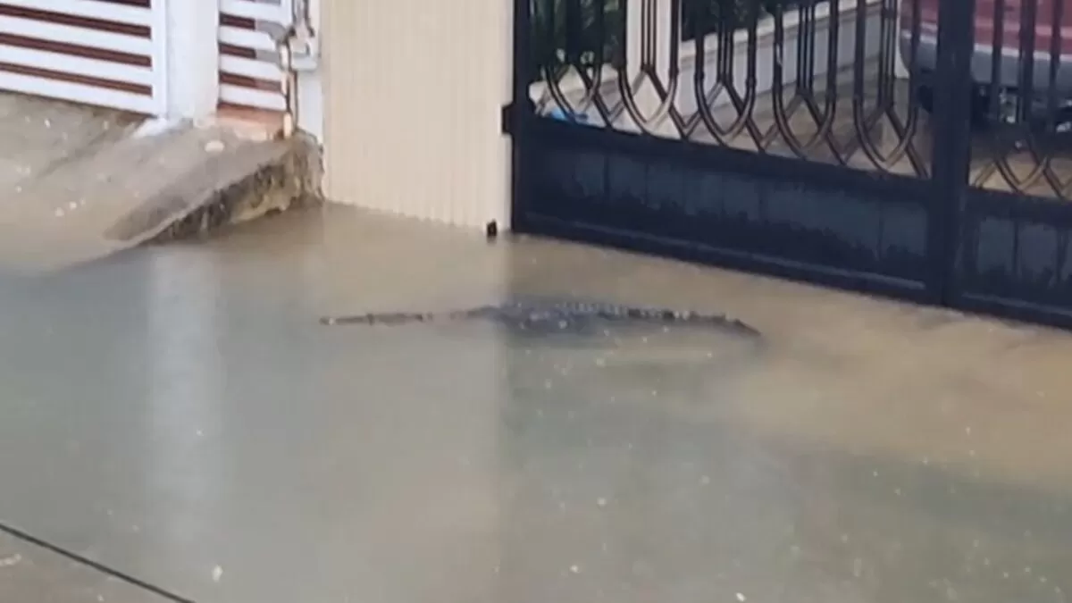 Cocodrilo sorprende a vecinos de zona residencial en Ciudad Madero