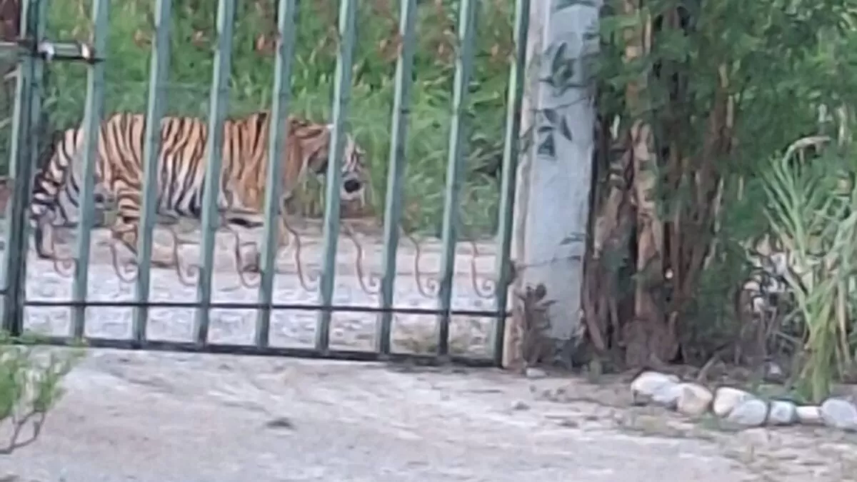 Tigre deambula por calles de Nuevo León
