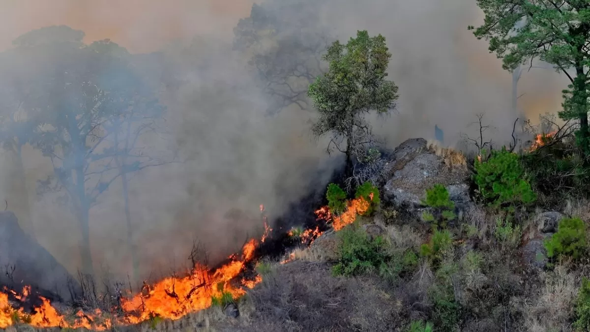 Fuego arrasa más de 800 hectáreas en la Selva Lacandona