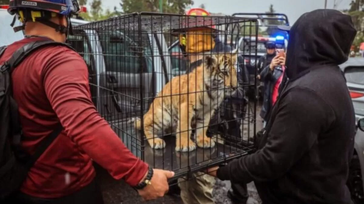 Rescatan cachorro de tigre de bengala en una taquería