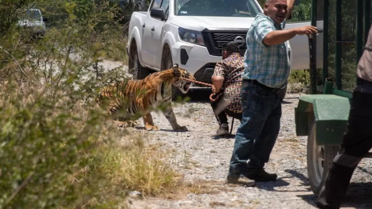 Capturan a tigre que deambulaba por Salinas Victoria, Nuevo León