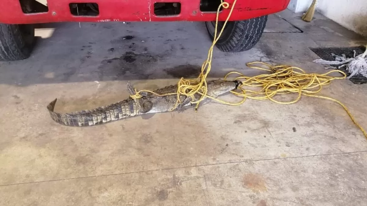Capturan cocodrilo en el Libramiento Poniente de Tampico