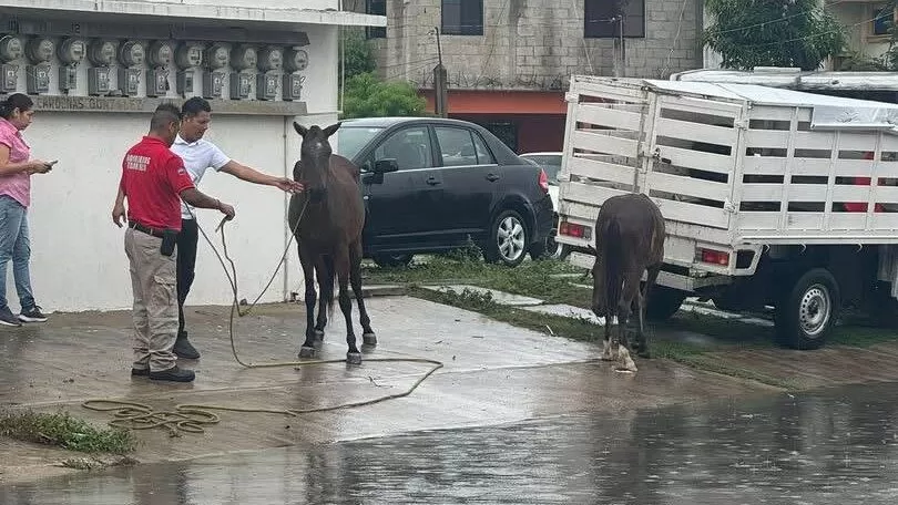 Yegua y su potrillo a punto de morir ahogados en Tampico