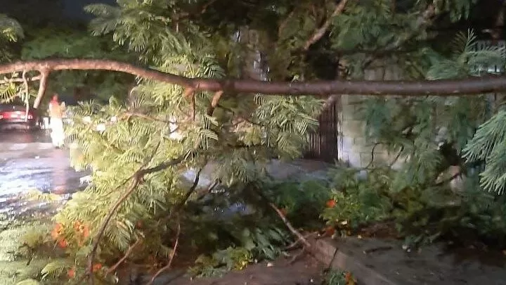 Fuertes lluvias y vientos provocan caída de árboles en Tampico