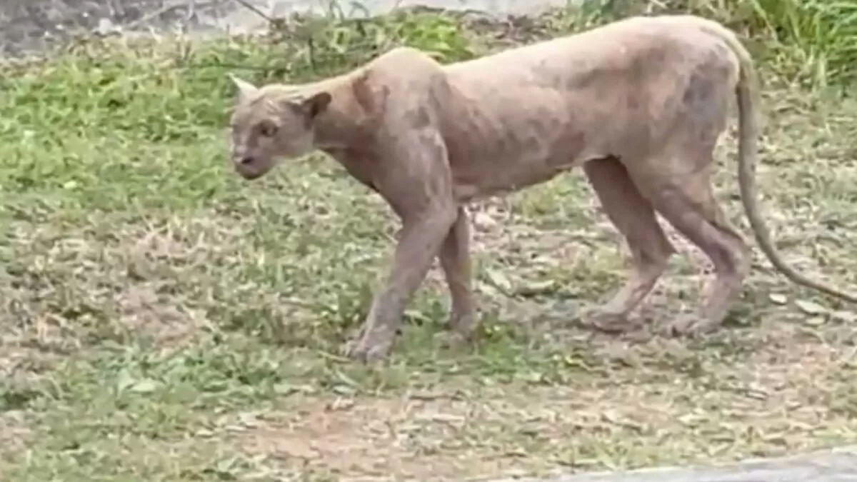 Captan a puma cazando un gato en calles de Monterrey