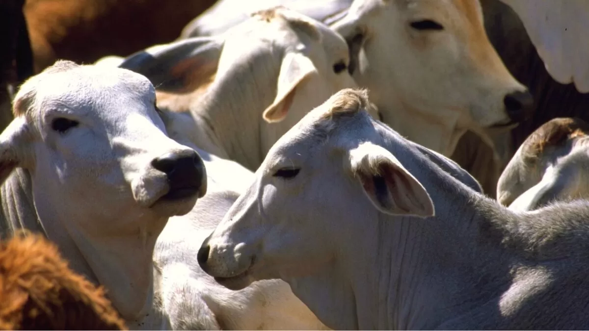 México se prepara para volver a exportar carne a Estados Unidos