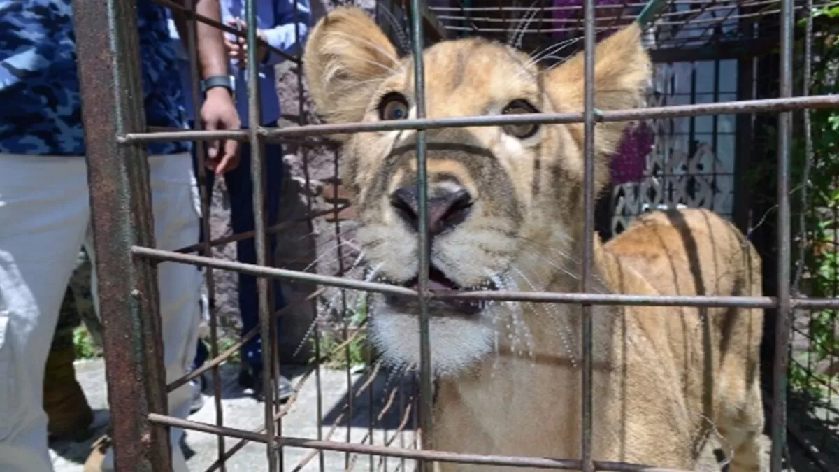 Catean casa en Vallarta y aseguran cachorro de león