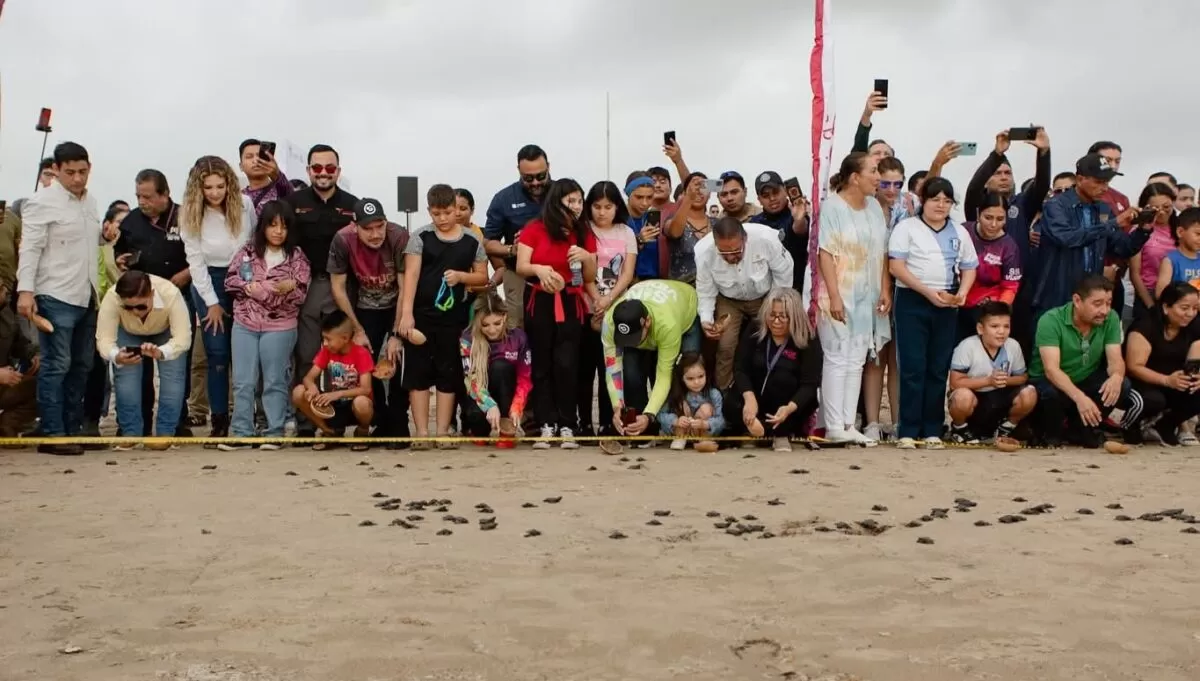 Con orgullo se lleva a cabo la liberación de tortuga lora, una especie emblemática de nuestras costas