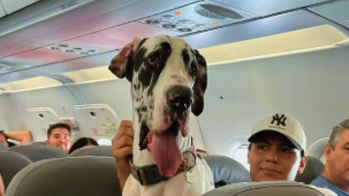 Gran danés causa sensación al viajar en vuelo comercial